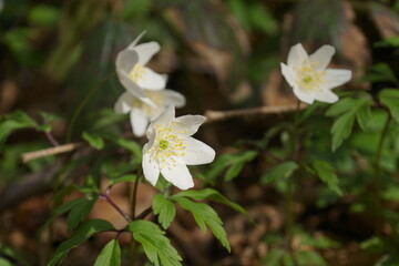 The First Spring White Anemone Flowers In The Forest