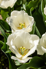 Tulipa Pim fortuyn flower grown in a garden in Madrid