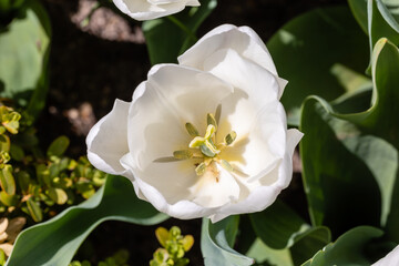 Tulipa Pim fortuyn flower grown in a garden in Madrid