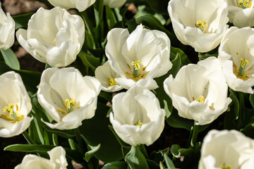 Tulipa Pim fortuyn flower grown in a garden in Madrid