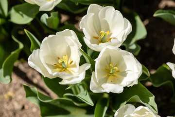 Tulipa Pim fortuyn flower grown in a garden in Madrid