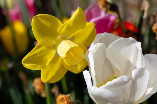 Tulipa Pim fortuyn flower grown in a garden in Madrid