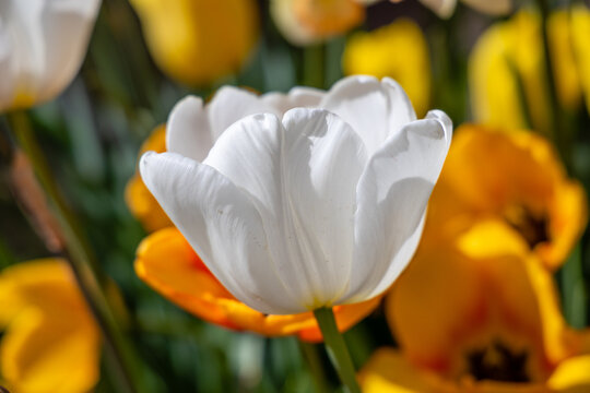 Tulipa Pim fortuyn flower grown in a garden in Madrid