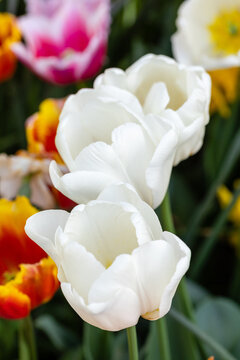 Tulipa Pim fortuyn flower grown in a garden in Madrid