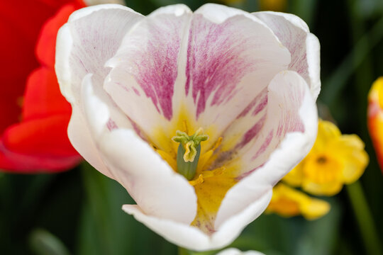 Tulipa Pim fortuyn flower grown in a garden in Madrid