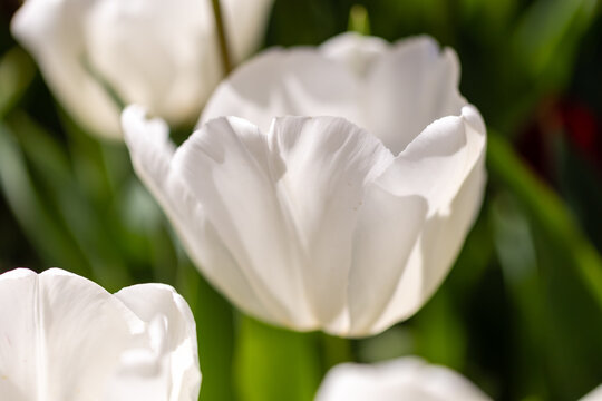 Tulipa Pim fortuyn flower grown in a garden in Madrid