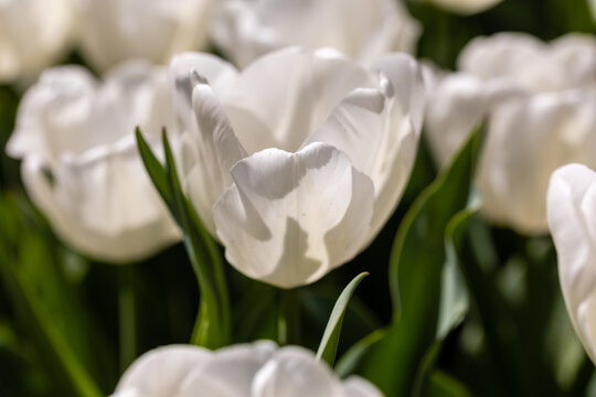 Tulipa Pim fortuyn flower grown in a garden in Madrid