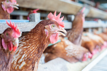 Chickens breed eggs, The chicken took its head out of the cage to eat. chicken breed in the farm, selective point and blurred background