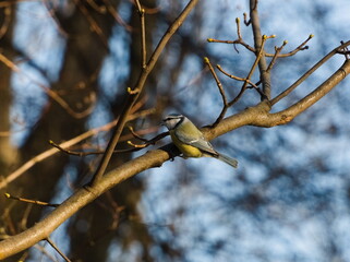 The Eurasian blue tit (Cyanistes caeruleus). Eurasian blue tit on a branch. Small colorful bird on a twig. Tiny blue and yellow songbird