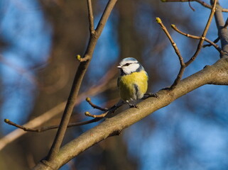 The Eurasian blue tit (Cyanistes caeruleus). Eurasian blue tit on a branch. Small colorful bird on a twig. Tiny blue and yellow songbird