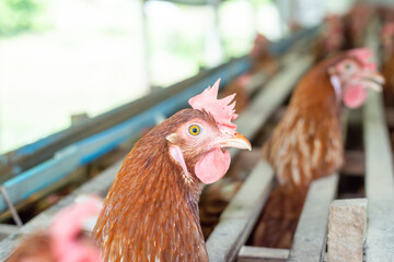 Chickens breed eggs, The chicken took its head out of the cage to eat. chicken breed in the farm, selective point and blurred background