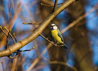 The Eurasian blue tit (Cyanistes caeruleus). Eurasian blue tit on a branch. Small colorful bird on a twig. Tiny blue and yellow songbird