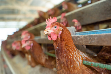 Chickens breed eggs, The chicken took its head out of the cage to eat. chicken breed in the farm, selective point and blurred background