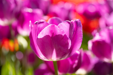 Tulipa negrita flower grown in a garden in Madrid