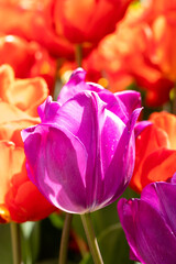 Tulipa negrita flower grown in a garden in Madrid