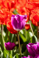 Tulipa negrita flower grown in a garden in Madrid