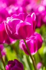 Tulipa negrita flower grown in a garden in Madrid
