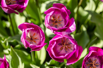 Tulipa negrita flower grown in a garden in Madrid