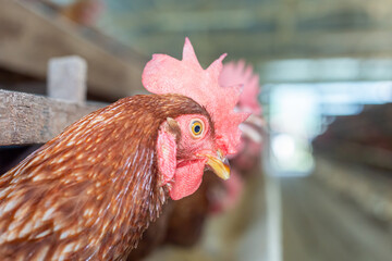 Chickens breed eggs, The chicken took its head out of the cage to eat. chicken breed in the farm, selective point and blurred background