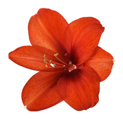 Closeup of red amaryllis flower isolated