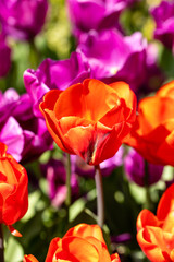 Tulipa escape flower grown in a garden in Madrid