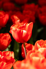Tulipa escape flower grown in a garden in Madrid