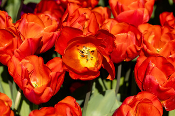 Fototapeta na wymiar Tulipa escape flower grown in a garden in Madrid