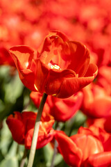 Tulipa escape flower grown in a garden in Madrid