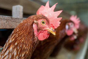 Chickens breed eggs, The chicken took its head out of the cage to eat. chicken breed in the farm, selective point and blurred background