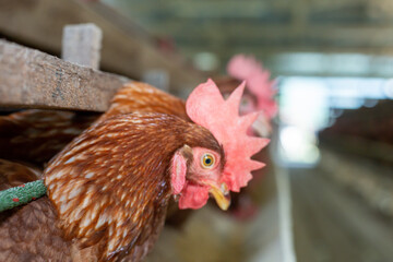 Chickens breed eggs, The chicken took its head out of the cage to eat. chicken breed in the farm, selective point and blurred background