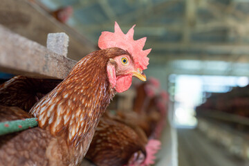 Chickens breed eggs, The chicken took its head out of the cage to eat. chicken breed in the farm, selective point and blurred background