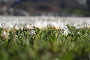 white spring flowers