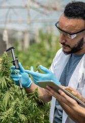 Two scientists are working in a hemp field, they are checking plants and measuring cannabis cone...