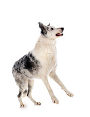 border collie in studio
