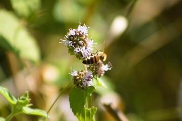 Closeup of bee pollinating water mint flower with selective focus on foreground