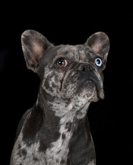 french bulldog in studio