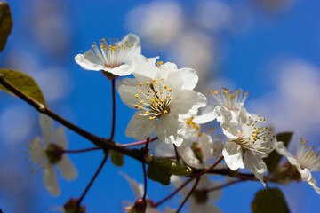 Obraz premium Cherry blossoms in spring garden, orchard. Branch of fruit tree with small white fragrant flowers petals, pistils, stamens on twig against blue sky. Sakura blooming season in April. Floral background.