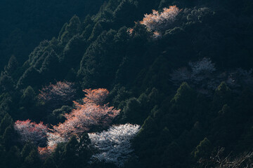 Fototapeta na wymiar 仏ヶ平の山桜 （ほとけがひら）