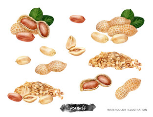Peanut watercolor isolated on white background