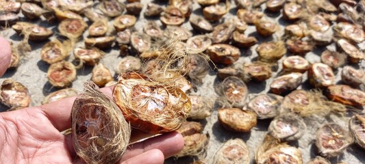 Betel nut (Areca catechu) being dried. Betel nut contains alkaloids.
