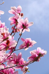 Obraz premium シモクレン01