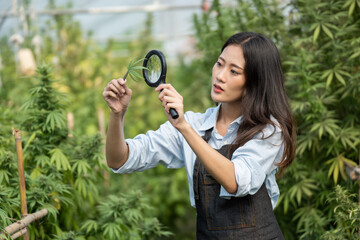 Asian woman farmer observing CBD hemp plants on marijuana field with magnifying glass. Smart farmer...