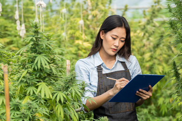 Fototapeta premium Marijuana research, Female smart farmer checking and researched cannabis plants in greenhouse. marijuana alternative herbal medicine concept.