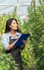 Marijuana research, Female smart farmer checking and researched cannabis plants in greenhouse....