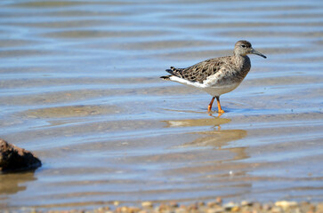 A portrait of the ruff bird
