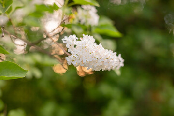 Blooming lilac branches in the park. Spring concept. Lilacs bloom beautifully in spring. purple spring petals and green leaves of shrub