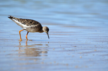 A portrait of the ruff bird