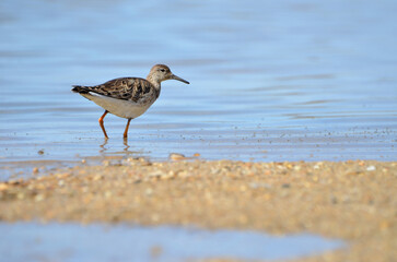A portrait of the ruff bird
