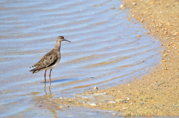 A portrait of the ruff bird