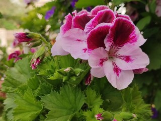pink flowers in the garden